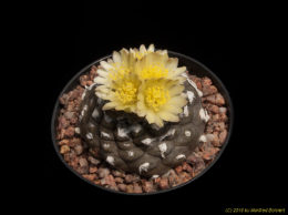 Copiapoa hypogaena 3373